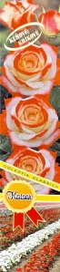 Růže keřová - KAISER - červeno-bílá