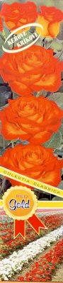 Růže keřová - RED GOLD - červenožlutá