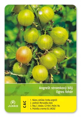 Angrešt stromkový zelený GREENFINCH