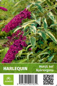 Motýlí keř - HARLEQUIN