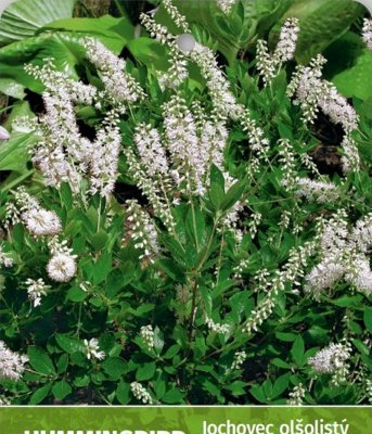 Jochovec olšolistý - CLETHRA ALNIFOLIA