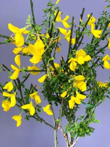 Cytisus (Čilimník) - VANESSE