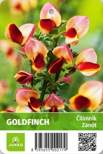 Cytisus (Čilimník) - GOLDFINCH