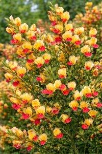 Cytisus (Čilimník) - GOLDFINCH