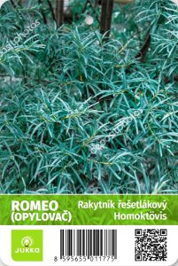 Rakytník řešetlákový ROMEO - samec