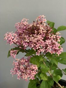 Šeřík FLOWERFESTA PINK - kontejner