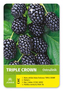 Ostružiník TRIPLE CROWN