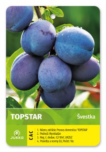 Švestka TOP STAR - kontejner