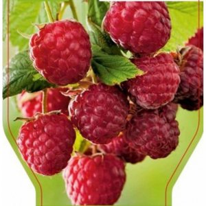 Maliník BONBONBERRY YUMMY
