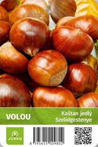 Kaštan jedlý - VOLOU - kontejner