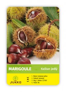Kaštan jedlý - MARIGOULE - kontejner
