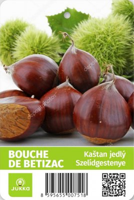 Kaštan jedlý - BOUCHE DE BETIZAC - kontejner