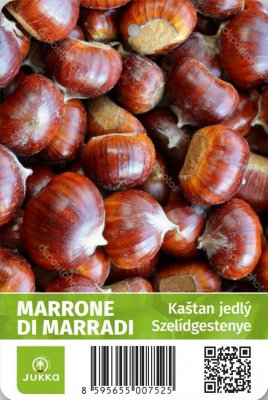 Kaštan jedlý - MARRONE DI MARRADI - kontejner