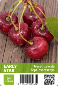 Třešeň zakrslá EARLY STAR  - kontejner