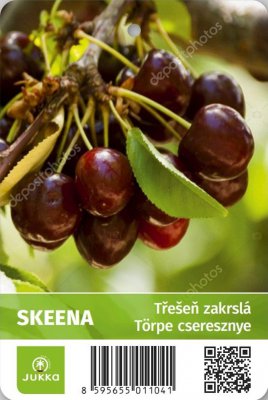 Třešeň zakrslá SKEENA - kontejner