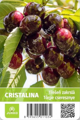 Třešeň zakrslá CRISTALINA - kontejner