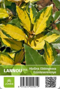 Hlošina ebbingeova - LANNOU - kontejner