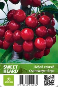 Třešeň zakrslá SWEET HEART