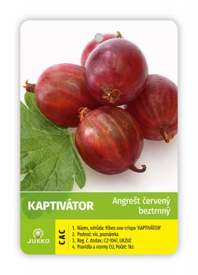 Angrešt keřový červený CAPTIVATOR