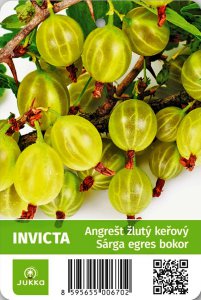Angrešt keřový bílý INVICTA