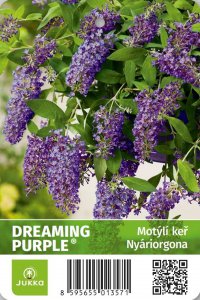 Motýlí keř - DREAMING PURPLE