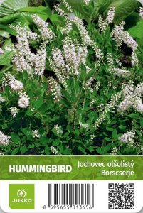 Jochovec olšolistý - HUMMINGBIRD
