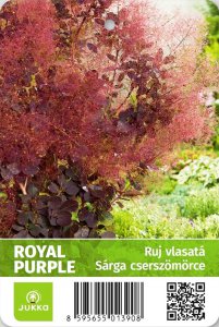 Ruj vlasatá - ROYAL PURPLE