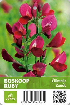 Cytisus (Čilimník) - BOSKOOP RUBY