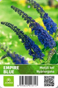 Motýlí keř - EMPIRE BLUE