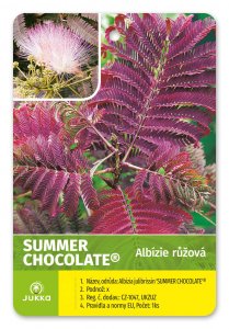 Albízie růžová SUMMER CHOCOLATE - kontejner