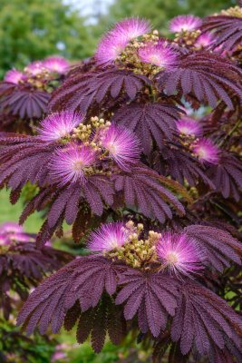 Albízie růžová SUMMER CHOCOLATE - kontejner