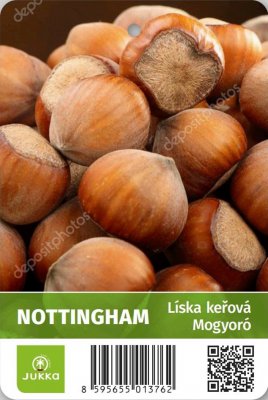 Líska keřová NOTTINGHAM