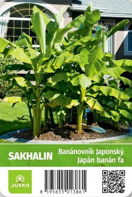 Banánovník japonský - SAKHALIN