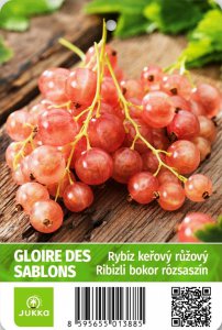 Rybíz keřový růžový - GLOIRE DES SABLONS