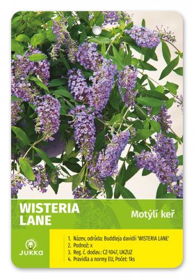 Motýlí keř - WISTERIA LANE