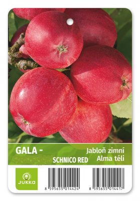 Jabloň GALA Schnico red