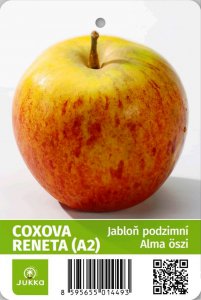 Jabloň COXOVA RENETA