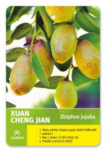 Ziziphus jujuba - Cicimek čínský XUAN CHENG JIAN - kontejner