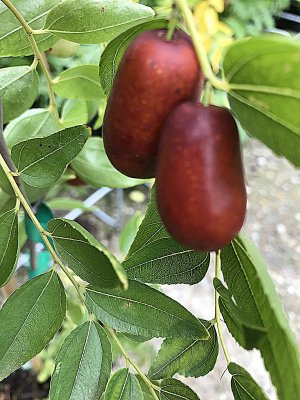 Ziziphus jujuba - Cicimek čínský XUAN CHENG JIAN - kontejner