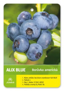 Americká borůvka ALIX BLUE