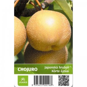 Asijská hrušeň CHOJURO - kontejner