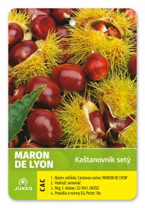 Kaštan jedlý - MARON DE LYON