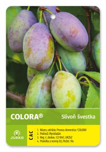 Švestka COLORA®