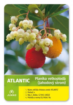 Arbutus unedo - ATLANTIC - kontejner