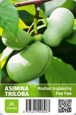 Asimina triloba - kontejner