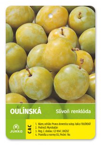 Ryngle OULINSKÁ - kontejner