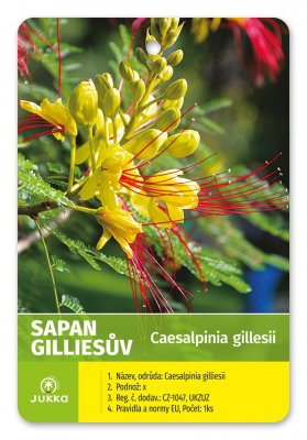 Caesalpinia gilliesii