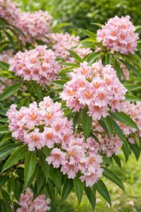 Chitalpa tashketensis - PINK DAWN - kontejner