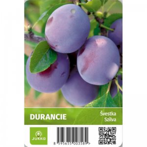 Švestka DURANCIE - kontejner