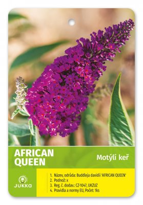 Motýlí keř - AFRICAN QUEEN